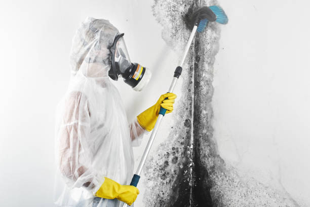 Asbestos and Lead Testing During Mold Inspection in Reedurban, OH