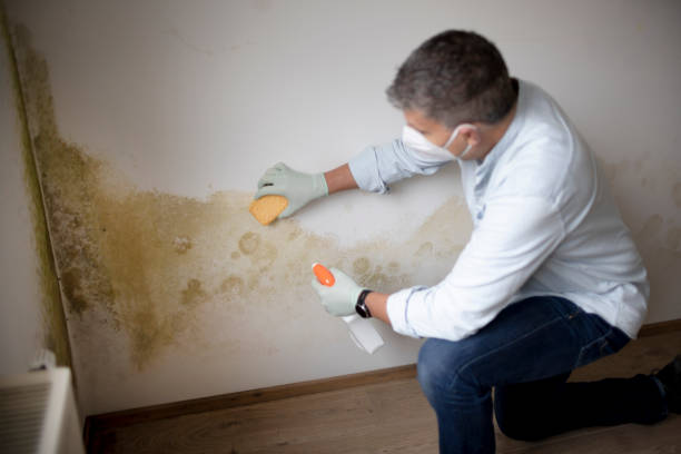Best Asbestos and Lead Testing During Mold Inspection  in Reedurban, OH