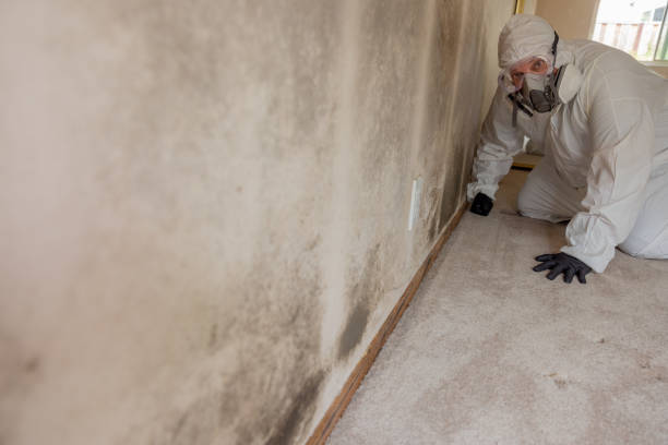 Best Basement Mold Removal  in Reedurban, OH